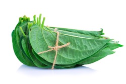 Betel leaf edible eating culture of Asia