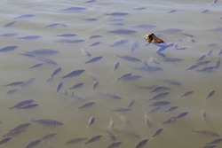 A frog swims among a large number of fish fry in a village lake.