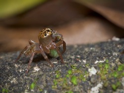 brown jumping spider holding its prey looking upward