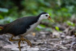 White-breasted waterhen (Amaurornis phoenicurus) is a waterbird of the rail and crake family.