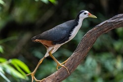 Close up White-breasted Waterhen perched on tree branch.