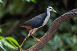 Close up White-breasted Waterhen in natural habitat 
