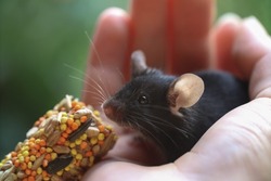 a small gray mouse in a hand is eating rodent food