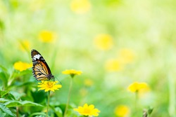 Monarch Butterfly with reed of grass and green environment background