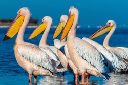 Wild african birds. A group of several large pink pelicans stand in the lagoon on a sunny day