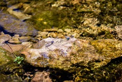 Leander, Texas / USA: Three dragonfly's on a rock in a creek on a sunny afternoon in May