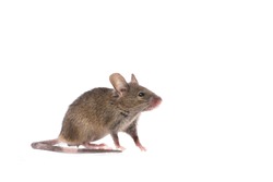 Gray common house mouse isolated on white background