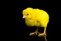 newborn yellow chicks isolated black background.