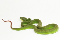 Close up White-lipped Green Pit Viper snake (trimeresurus albolabris) isolated on white background

