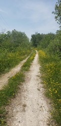 A gravel trail with Prairie grass creeping in leads through a wooded area. 