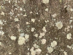Gray rock surface with lichens for background ideas