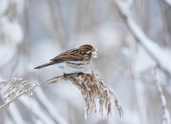 Common reed bunting (Emberiza schoeniclus) feeding on a snowy reed.