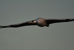 Common crane (Grus grus) flying in early morning.