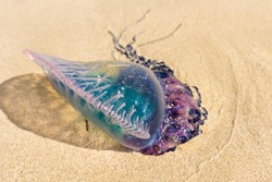Dead Portuguese man o' war jellyfish (Physalia physalis) washed up lying on a sandy shore beach. Bluebottle on the sand in Playas del Este, Cuba