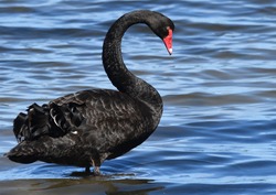 mature black swan close up