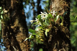 Wild orchids on trees