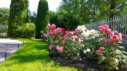 Beautiful pink, red and white nostalgic roses in the park. Flowerbed with shrub rose. Thuja topiary cone shaped on the background. Flowers Blossom. Flower cultivars, selection. Beauty in nature.