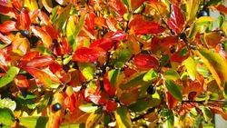 Autumn leaf color background. Shrub of Cotoneaster lucidus, shiny or hedge cotoneaster branches. Bright Yellow, orange and red leaves with black berries. Fall season wallpaper. Beauty in nature.