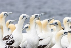 Colony of Northern gannet (Morus bassanus) seabirds
