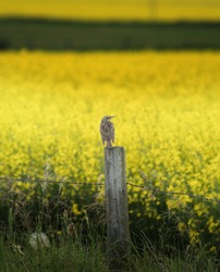 A bird on a fence post over a Canola field on the Alberta Prairies