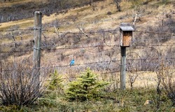 A Mountain Blue Bird standing guide outside a man made birdhouse at Glenbow Ranch Provincial Park Alberta Canada.