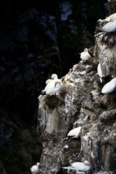 Northern Gannets nesting on high rocky cliffs as they prepare for sea migration at Cape St. Mary's Ecological Reserve Newfoundland Canada.