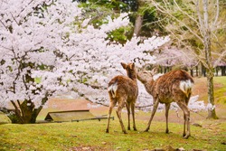 Little deer in the cherry garden in Japan Sakura.