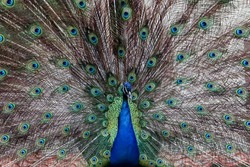 Peacock with fan-shaped plumage, beautifully colored bird, peacock displaying its blue and green plumage.