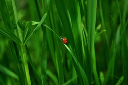 Ladybug is sitting on the grass. Fresh juicy green grass and insect. Sunny spring day. Macro.