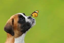 A butterfly on the nose of a young German boxer