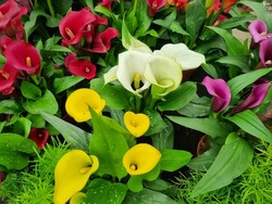 Background of calla flowers in yellow, white and purple colors