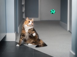 Cat playing fetch with ball. Cat in motion with paw raised, ready to catch the ball in the air. Concept for mental and physical stimulation for pets or cats natural instinct hunting. Selective focus.