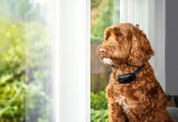 Labradoodle dog with bark collar active. Cute large female adult dog sitting alone by the window while wearing corrective remote training collar to reduce barking at outside action. Selective focus.