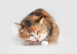 Cat eating raw chicken neck. Front view of female cat with head tilted while chewing a piece of meat. Concept for raw food diet for cats, dogs and pets. Selective focus. Isolated on grey background.