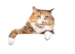 Isolated fluffy cat hanging or dangling over a white table while looking at camera. Cute long hair calico or torbie female kitty with striking asymmetric markings. Isolated on white. Selective focus.