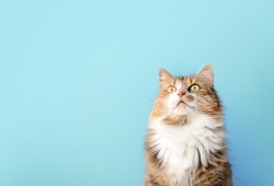 Fluffy cat looking up in front of blue background. Long hair female calico or torbie cat staring with intense expression at something above. Pet on colored background with copy space. Selective focus.