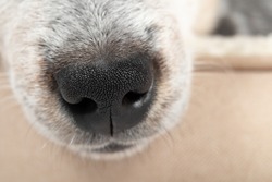 Close up of black puppy nose while sleeping in a dog bed. Cute 9 week old male blue heeler puppy dog is exhausted after playing. Tranquil scene. Selective focus on dog nose.