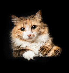 Fluffy cat lying on table while looking at camera. Cat on black background.  Cute long hair calico or torbie female kitty with striking asymmetric markings. Isolated on black. Selective focus.