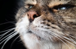 Cat nose close up on black background. Head of tabby cat with head slightly tilted upwards, smelling or sniffing. Long hair female senior cat face. Selective focus on nostrils with defocused cat fur.