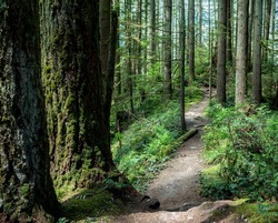 Narrow hiking trail or footpath in forest. Lush green pacific northwest rainforest scenery in summer with tall trees and bushes. Hiking or biking trail in North Vancouver, BC, Canada. Selective focus