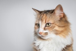 Cat with teary eye on grey background. Side profile cat with one eye glassy, teary and discolored. Conjunctivitis, feline herpes virus or allergy. Long hair calico or torbie kitty. Selective focus.