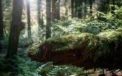 Fallen tree trunk with fern and moss on a sunny day. Overgrown log with defocused forest background. Rainforest backdrop or forest microhabitats. North Vancouver, BC, Canada. Selective focus.