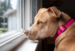 Sad dog looking out of the window. Side view of large puppy dog sitting at the window and waiting with longing or depressed face expression. 10 months old Boxer Pit bull mix. Selective focus.