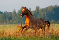 Chestnut russian don breed horse running in the summer green field. Animal in motion.
