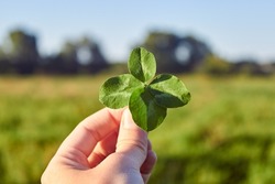 To hold in your hands a rare four-leaf clover for good luck against the background of a green meadow and a clear sky. The concept of luck and fortune.