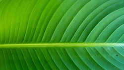 Wavy Green Taro Leaf Closeup.  Nature theme with message and copy space.