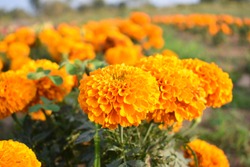 Yellow marigolds are blooming in the garden.