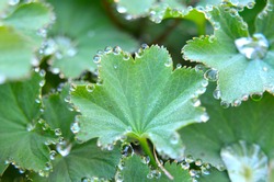 Alchemilla vulgaris (common lady's mantle) leafs with sparkling dew droplets, often used in herbal medicine, especially to cure gynecological problems