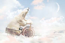 Polar bear above the clouds
