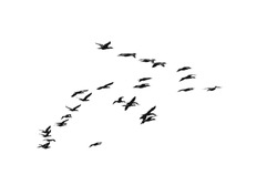 photo of a flock of black double-crested cormorant (Phalacrocorax auritus) sea birds against a bright sky suitable for compositing